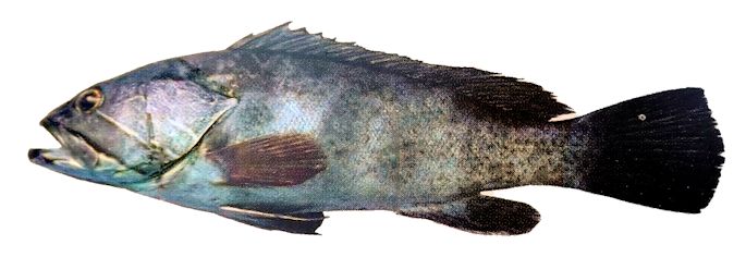 Epinephelus aeneus_002